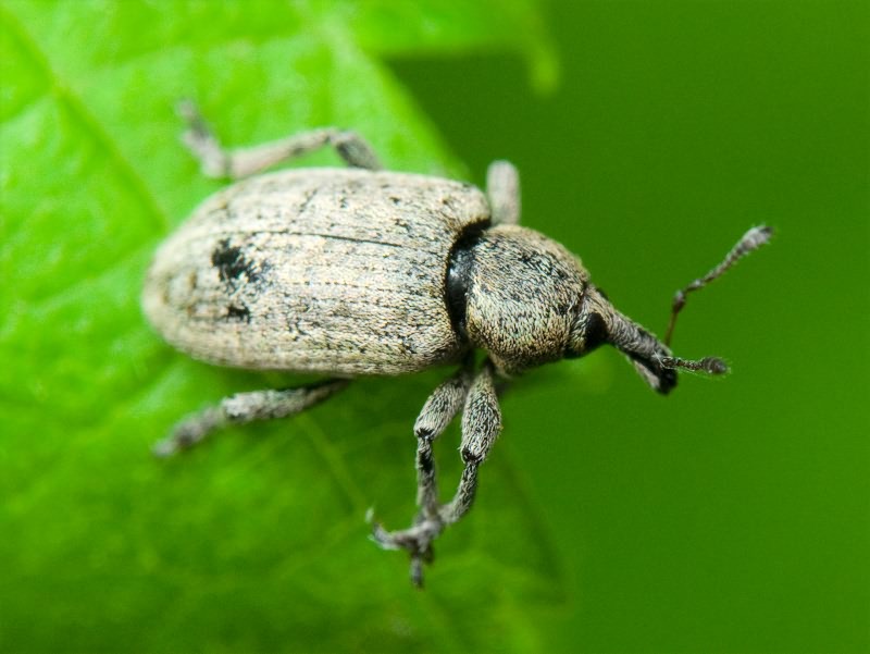 Curculionidae Latreille, 1802